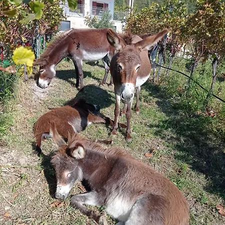 Çiftlik konaklama Corte Maccini Verona