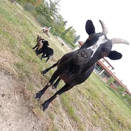 Çiftlik konaklama Corte Maccini